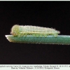 hyponephele naricina talysh larva2